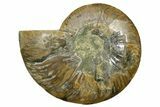 Cut & Polished Ammonite Fossil (Half) - Madagascar #379249-1